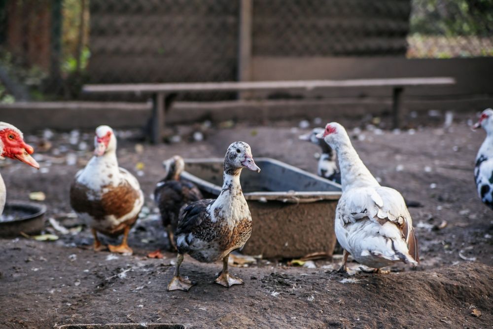 Что едят утки? Шесть продуктов, которыми можно кормить водоплавающих