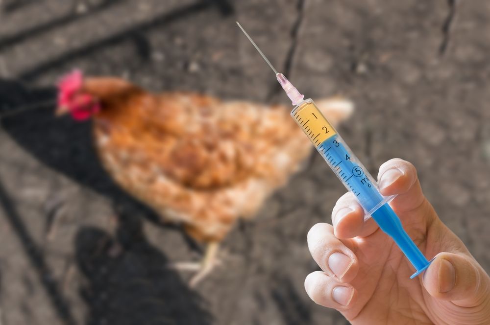 Две новые вакцины для сельхозптицы выпущены в гражданский оборот