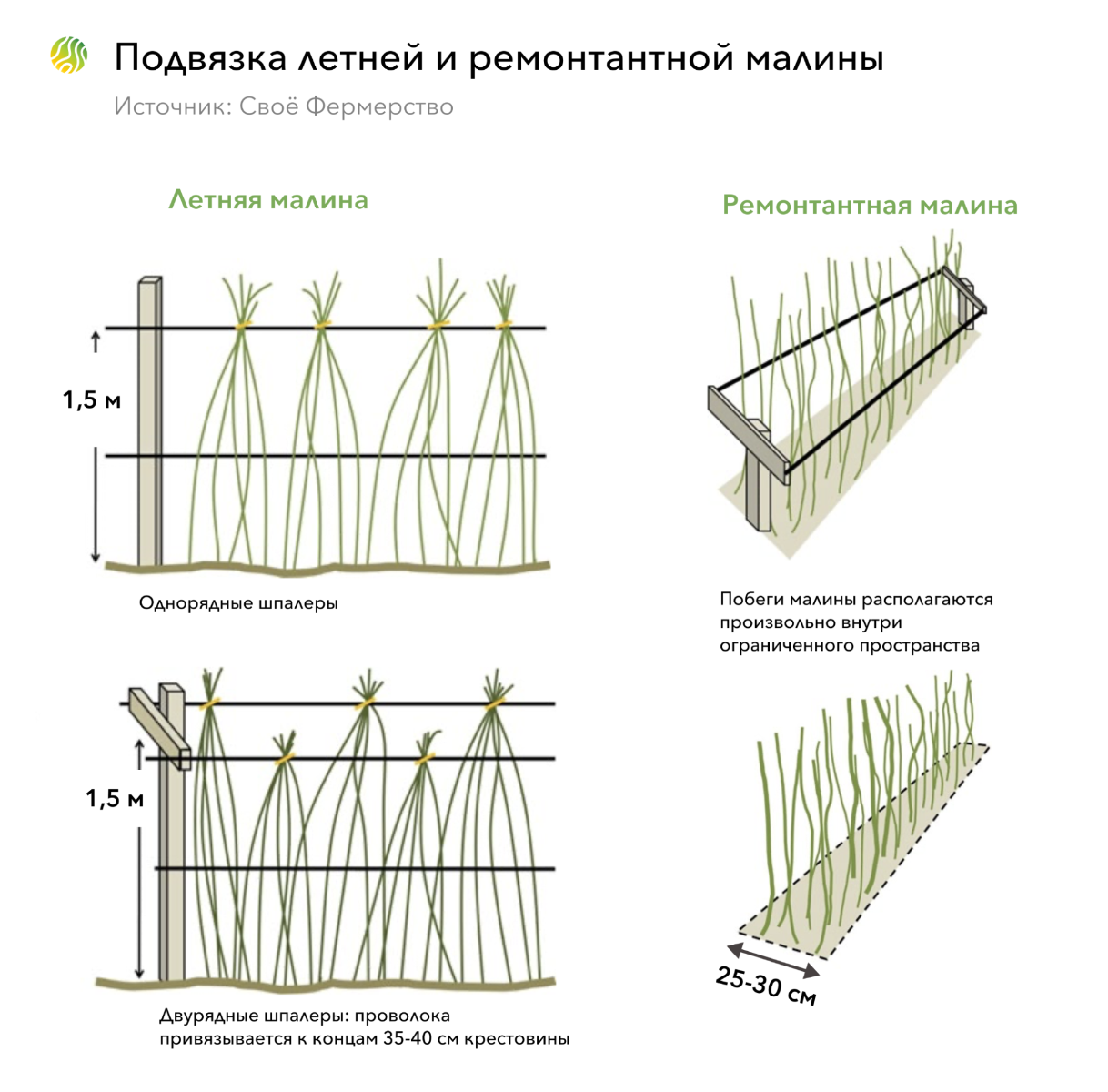 Полезные советы для выращивания малины – Своё Фермерство