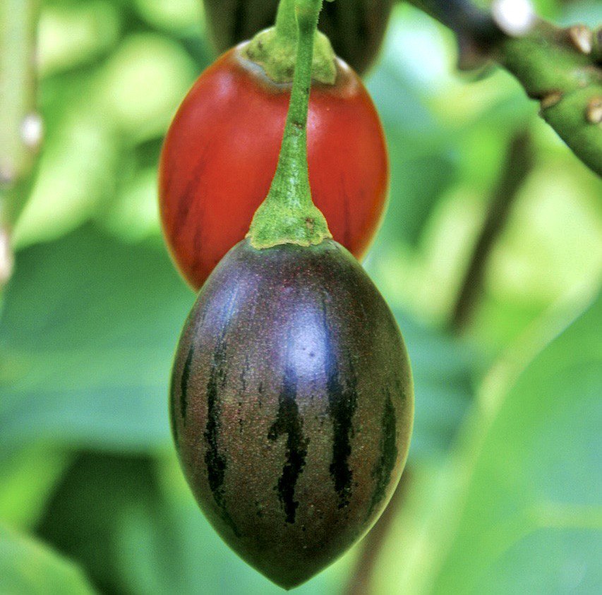 Черные и полосатые, круглые и овальные: необычные томаты ценятся выше