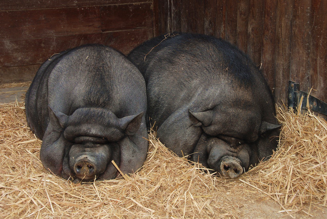Лучшая порода для небольшого хозяйства: вся правда о вьетнамских  вислобрюхих свиньях