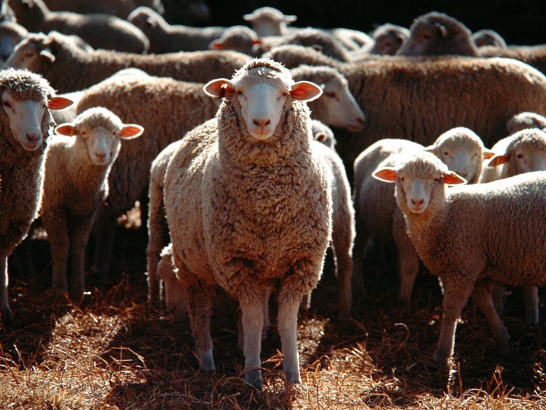 Вольер для кавказской овчарки: размеры и фото | купить вольер в Все-вольеры