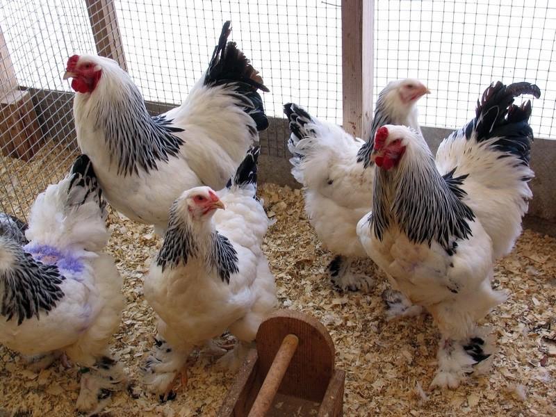 В курятнике все спокойно: 20 лучших пород кур для семейной фермы