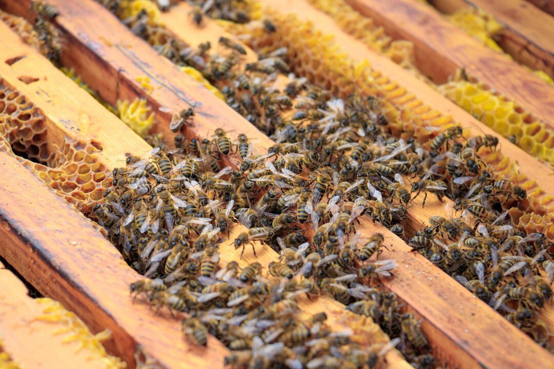 Пчеловоды дзена 2021