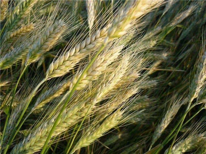Что такое тритикале. Тритикале. Озимая пшеница Саратовская 90. Саратовская 29 сорт пшеницы. Селекция зерновых культур.