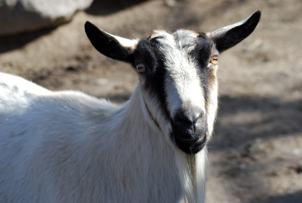 Породы коз с фото и описанием | Козы, Козлята, Бурская коза