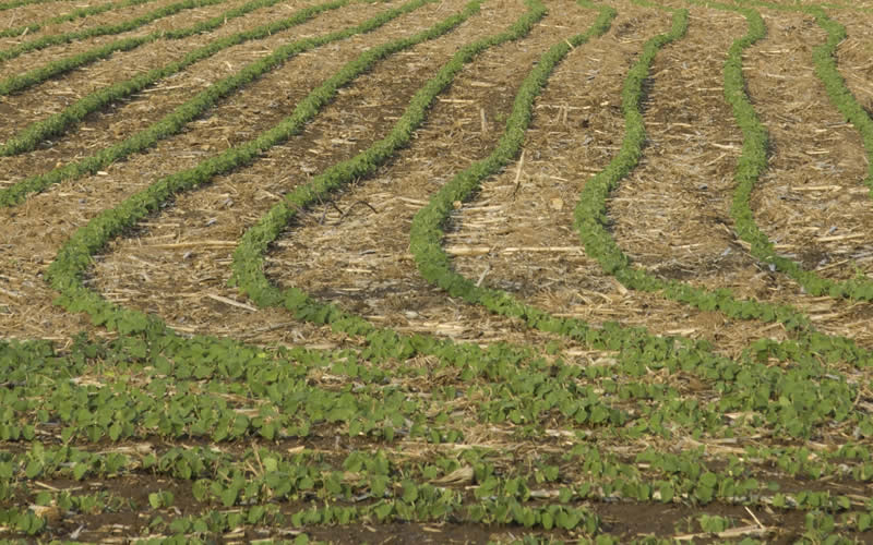 Что такое технология No-Till