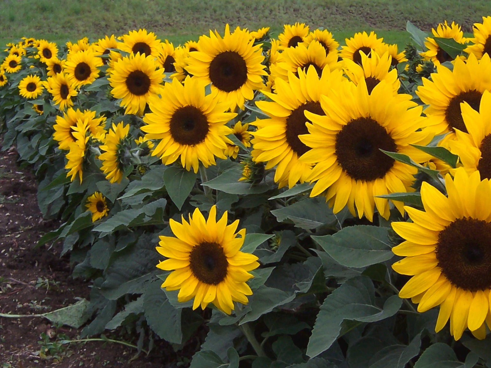 Кремовый Гелиантус. Подсолнечник Левиатхан. Семечки подсолнуха. Downy mildew Sunflower.