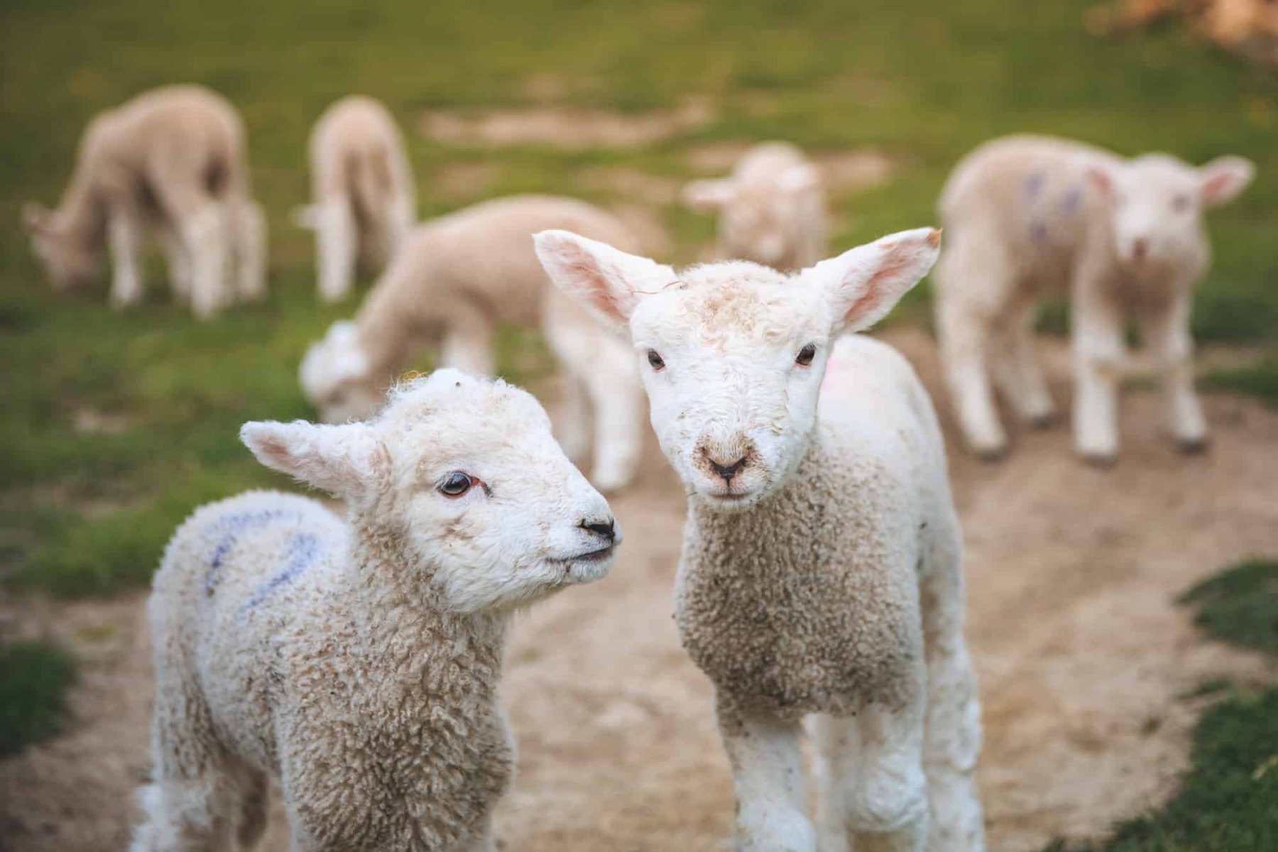 Агнец (Lamb). Kuzu. Ягненок Lamb. Много ягнят.