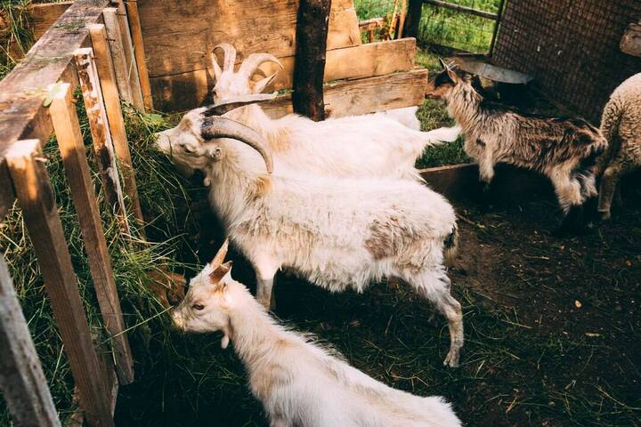 Молочные козы: отбор, уход и разведение