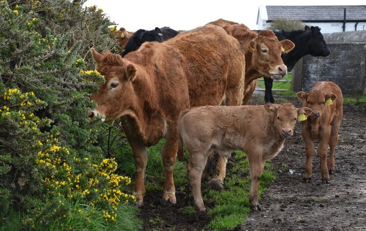 Отёл от А до Я: как помочь корове родить здорового телёнка