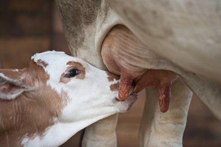 Отёл от А до Я: как помочь корове родить здорового телёнка