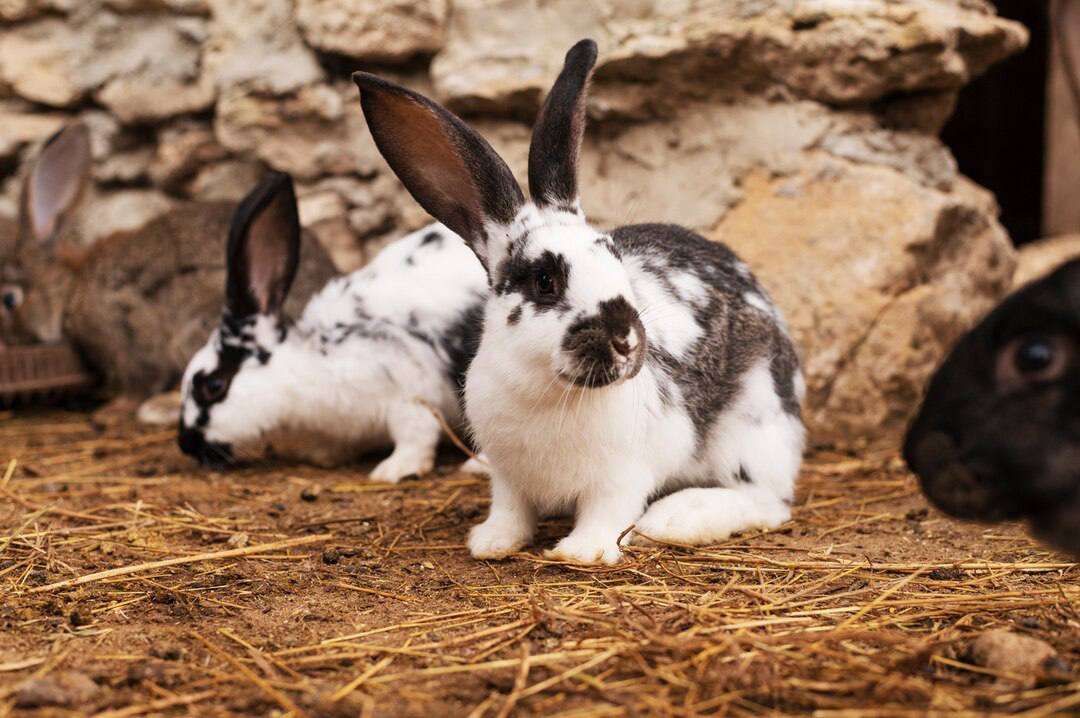 Разведение и выращивание кроликов великанов в домашних условиях