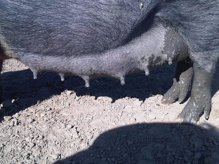 Примерно за две недели до фактической даты опороса соски свиньи начинают увеличиваться, а на вымене из-за усиленного кровоснабжения этой области выступают вены © Tedfold Cottage Farm