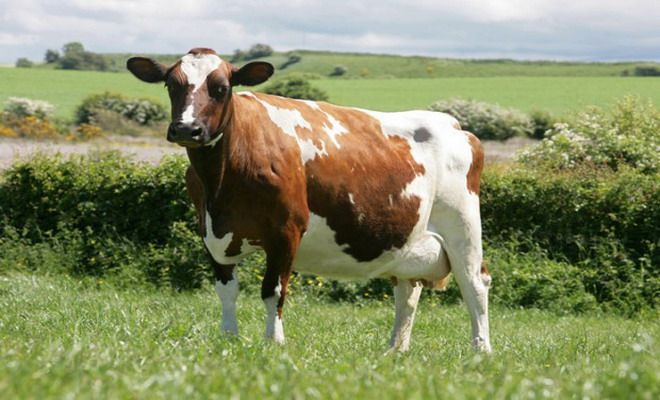 Какая порода коров обеспечивает наилучшее качество молока: анализ популярных пород коров