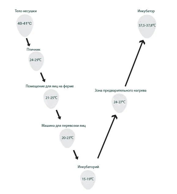 Правильная инкубация куриных яиц: технология и режимы