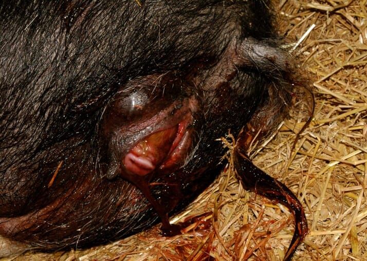 Большинство поросят рождаются в переднем предлежании © Tedfold Cottage Farm