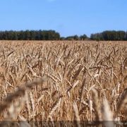 Родино Алтайский Край Магазины Родино Алтайский Край Магазины