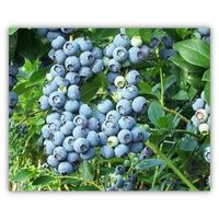 Голубика ДЮК 2 года