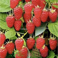 Малина ЗКС 2л сорт Жар-птица