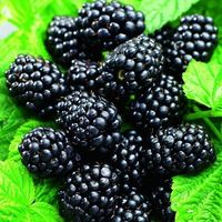 Ежевика ЗКС 2л сорт Блек Сатин