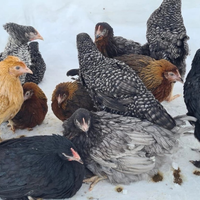 Куры молодки (несушки) Чешский Доминант