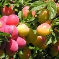 Слива, Скороплодная (ЗКС 4лет) V35л