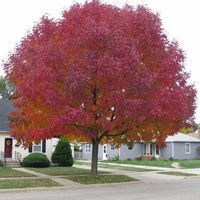 Клен Гиннала