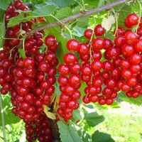 Смородина красная, Сахарная (ЗКС 1лет) V 2.5л