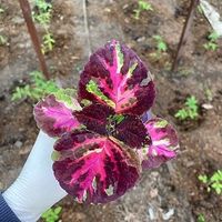 Колеус Конг