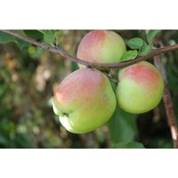 Яблоня "Синап орловский"