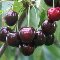 Вишня "Путинка"