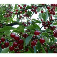 Вишня "Молодежная"