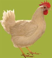Курица "Русская"