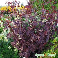 Семена Гибискус кленолистный Махагон 4 штуки семян Русский Огород