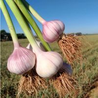 Чеснок озимый, сорт "Любаша"