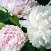 Пион розоподобный