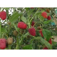 Саженцы ремонтантной малины Маргарита