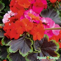 Семена Герань (пеларгония) F1 Чёрный Бархат (шоколадная листва), смесь 5 штук семян Русский Огород