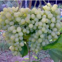 Виноград, Алешенькин (ЗКС 1лет), V 2.5