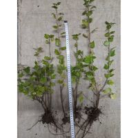 Смородина альпийская (ОКС)