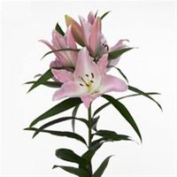 Лилия "Энергетик"