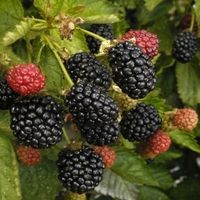 Ежевика, Торнфри (ЗКС 1лет), V2