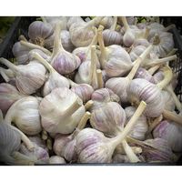 Чеснок озимый, сорт "Добрыня"