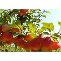 Слива "Скороплодная"