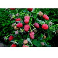 Штамбовая малина Таруса - "Малиновое дерево"