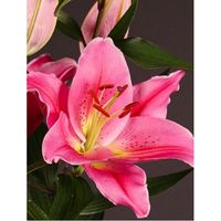 Цветы "Парадеро"