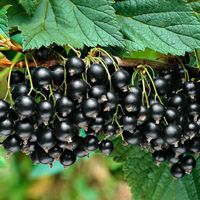 Черная смородина "Селеченская 2", саженцы 1 год