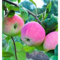 Яблоня «Мельба»