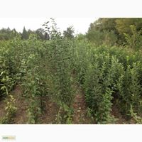 Яблоня подвой 54-118 1 летка (I сорт) Мантет